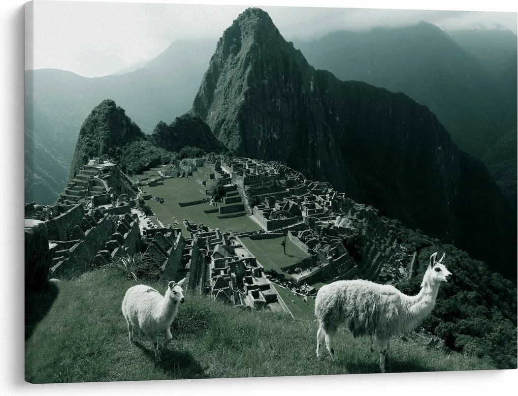 Kép - Lámák a perui Machu Picchunál (70x50 cm)