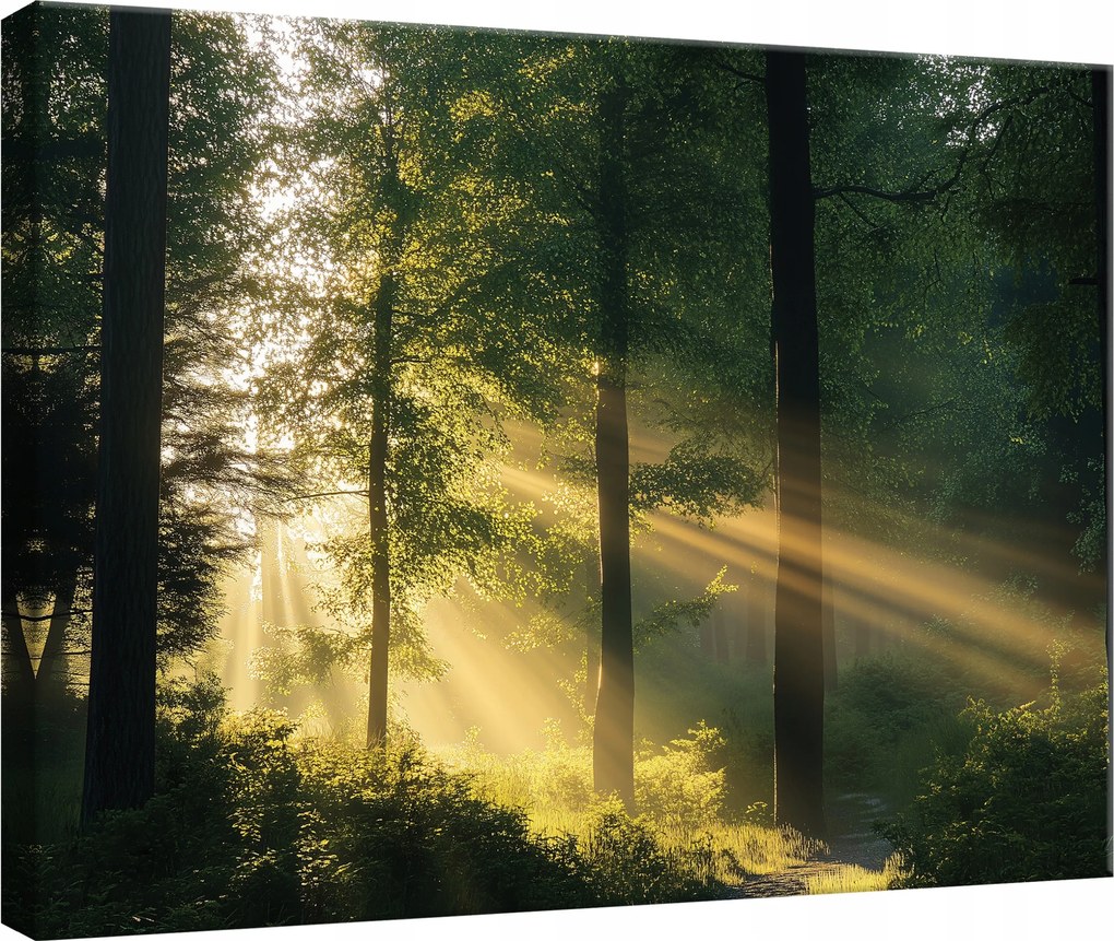 Vászon Falikép Erdő Természet Fák Hálószoba Nappali Konyha 60x40