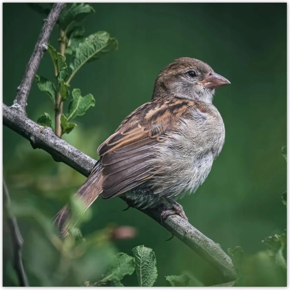 Poszterek 30x30 Sima is lehet szép