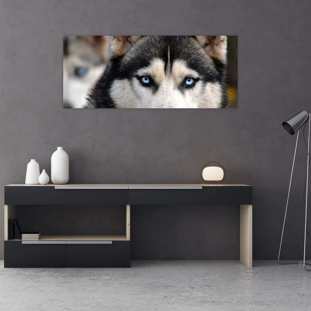 Husky kutya kép (120x50 cm)