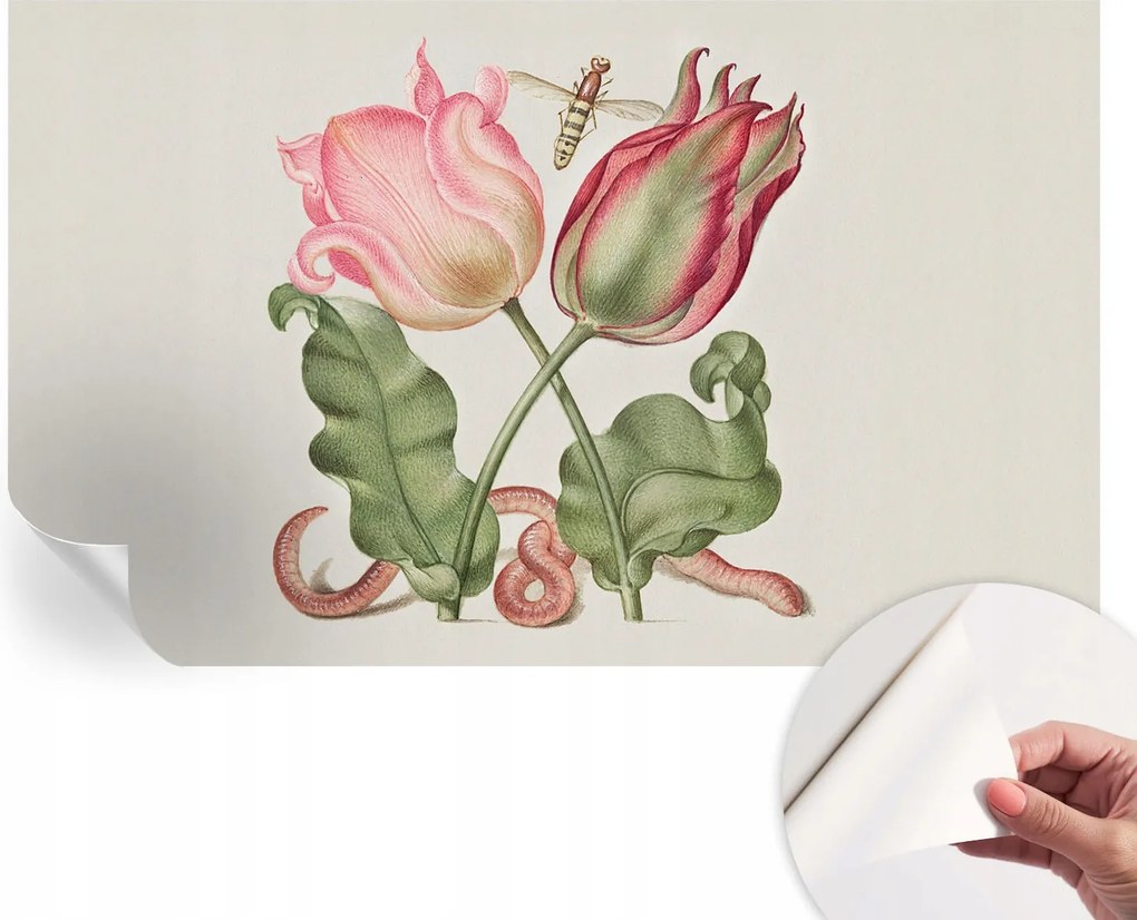 Öntapadós Stílusos Dekoratív Fotótapéta Tulipán szépség 416x254 cm