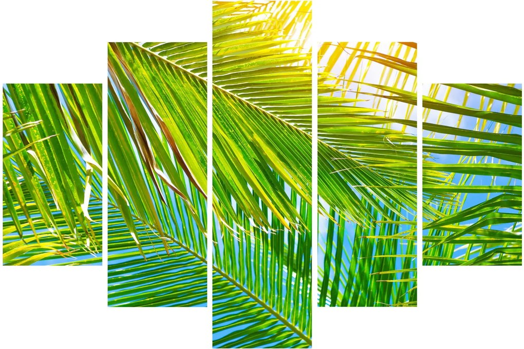Kép - Pálmalevelek (150x105 cm)