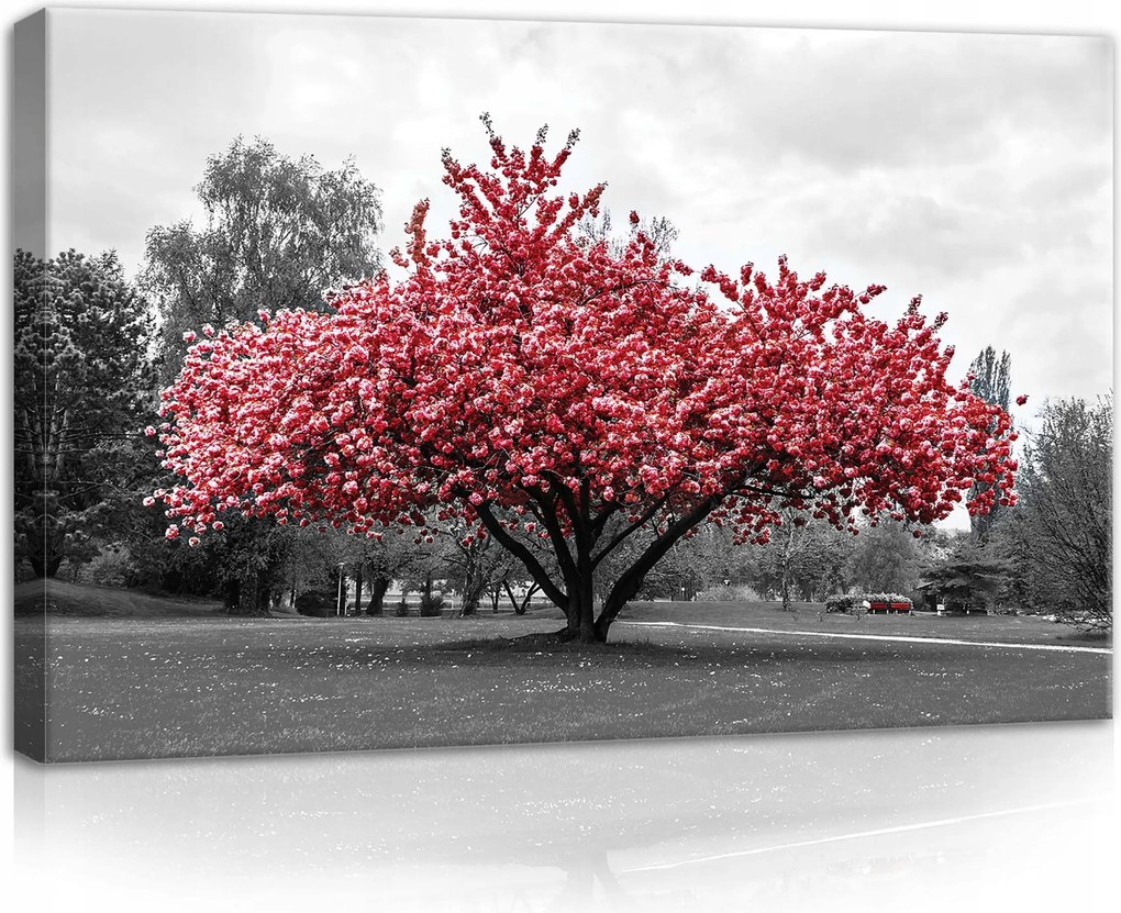 Vászonkép 60x40 Piros fa virágzó fa tavasz természet park nyugalom