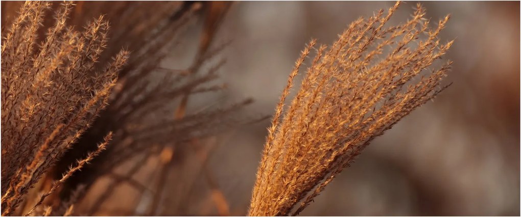 Kép - Cortaderia (120x50 cm)