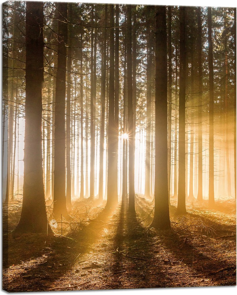 Vászonkép Nap az erdőben Fény fák 40x50 cm