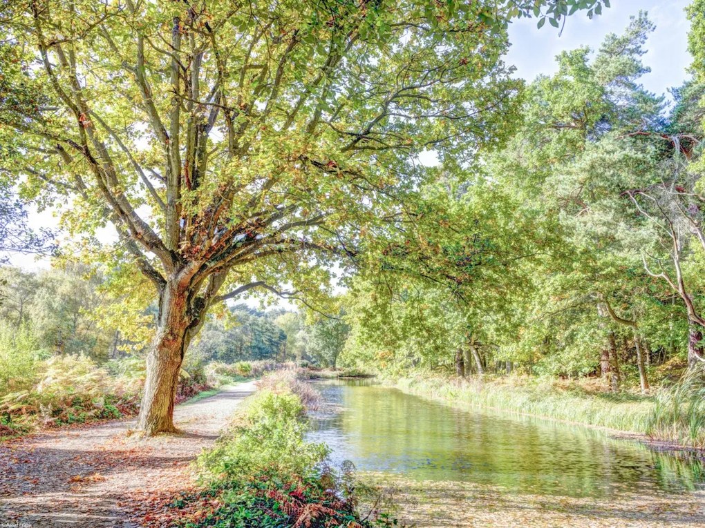 Poszter 40x30cm Ösvény a csatorna felett az erdőben, Assaf Frank