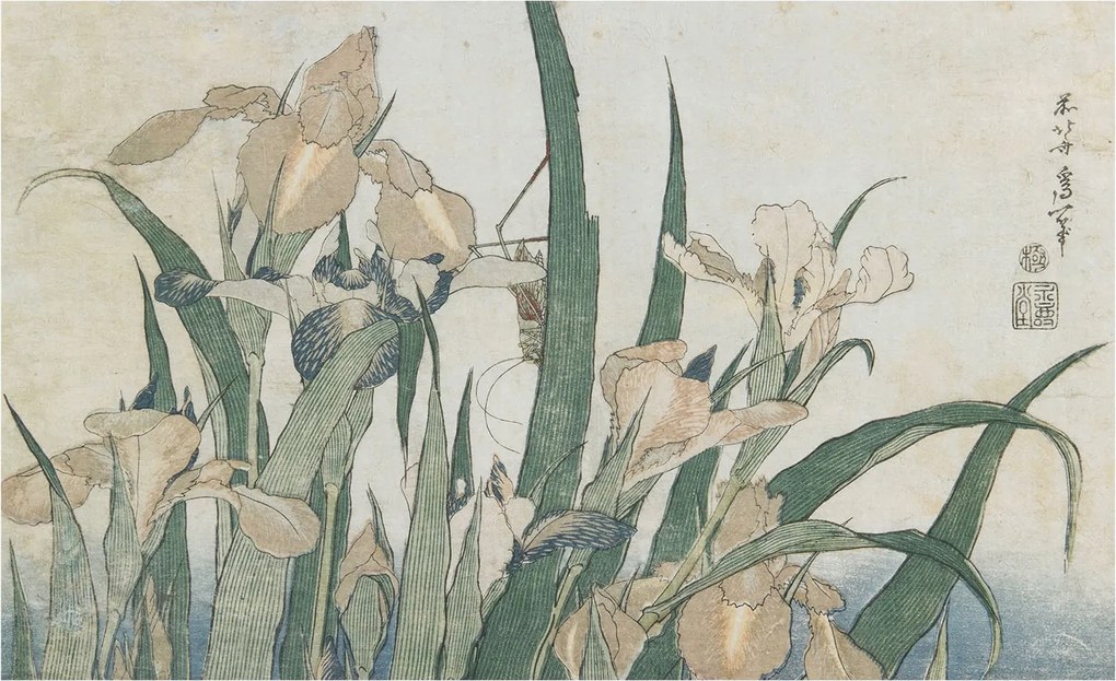 Flizelina Dekoratív Fotótapéta Hálószobába Finom íriszek 416x254 Ragasztó