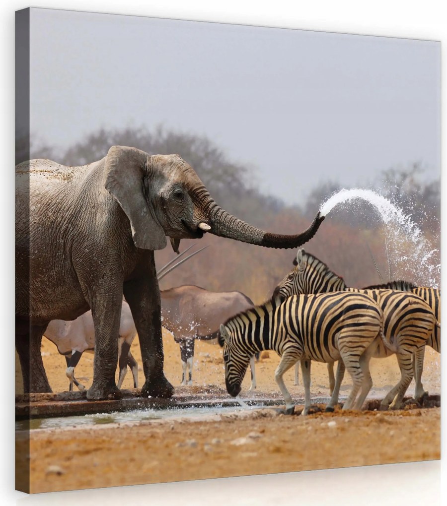 Vászonkép 40x40 Zebra és elefánt az afrikai szavanna hátterében etnikai stílusban