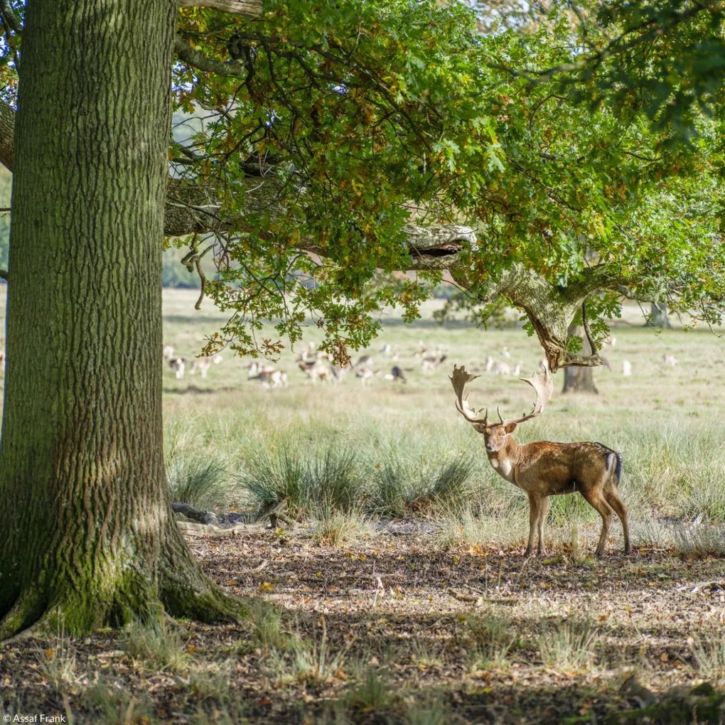 Poszter 20x20cm Szarvas az erdőben 2, Assaf Frank