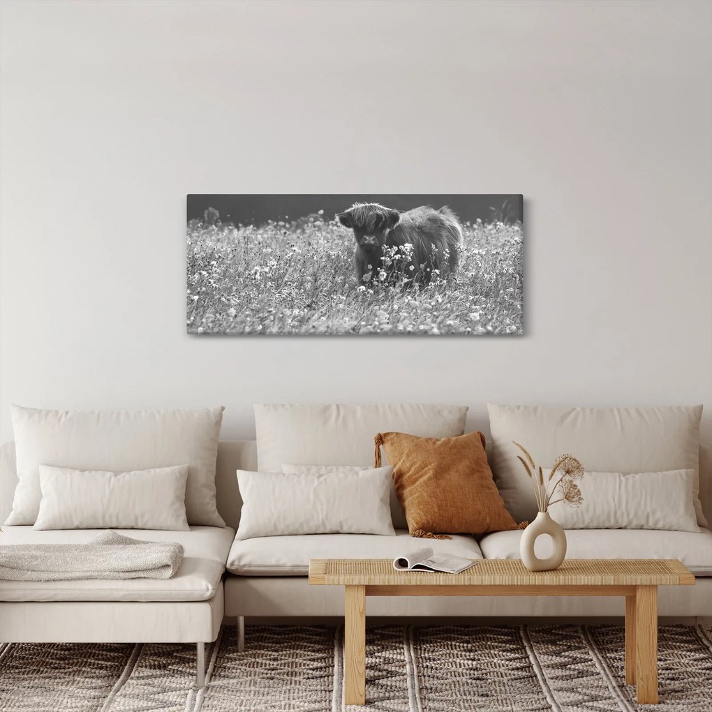 Kép - Skót tehén 5, fekete-fehér (120x50 cm)