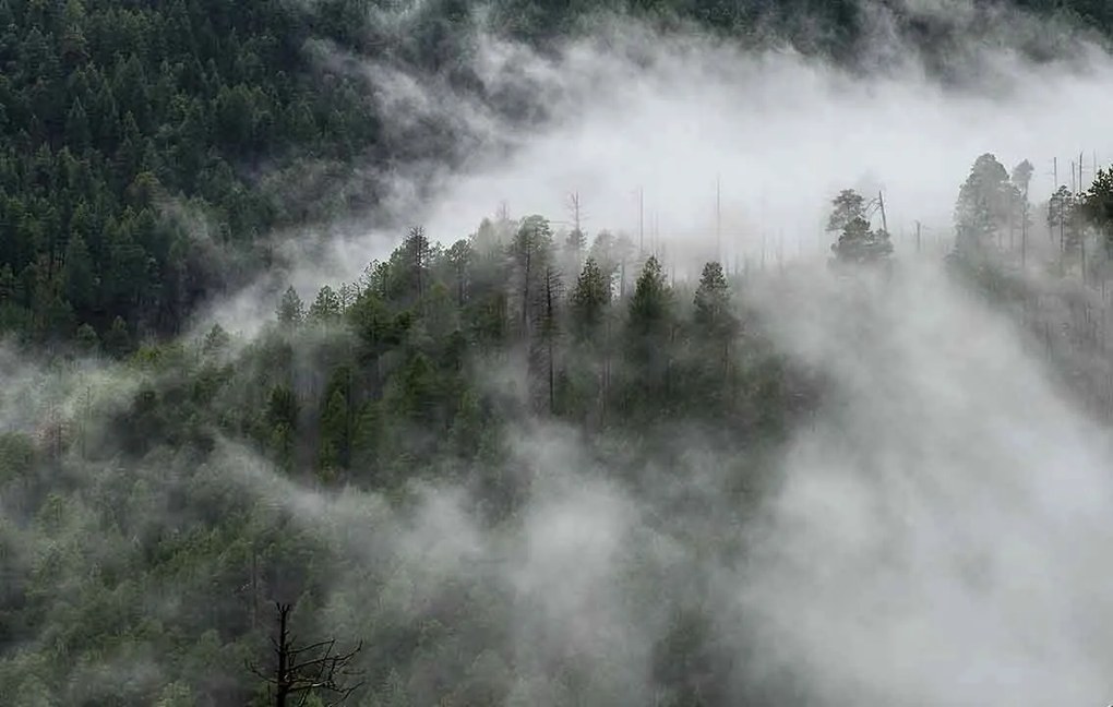 Fotótapéta 380x254 flizelin Erdő #F004 #sf