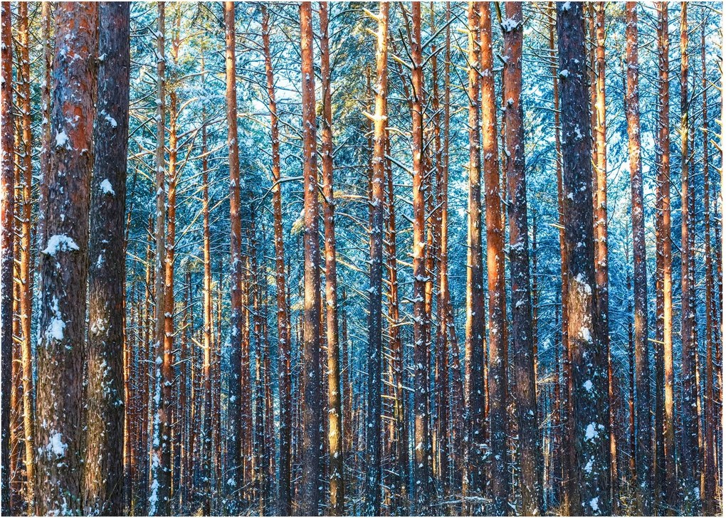Kép - téli erdő (üvegen) (70x50 cm)