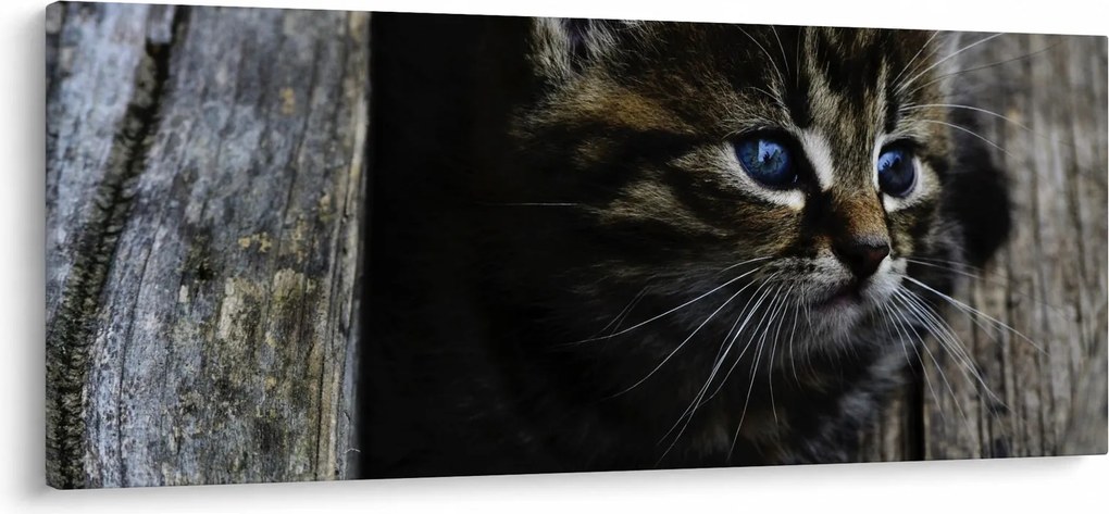 Cica képe (120x50 cm)