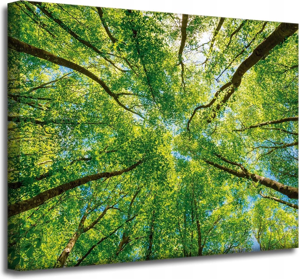 Vászonkép Fák Levelek Természet Erdő Tavasz 50x40 cm
