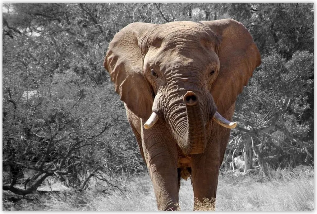 Poszterek 120x80 A nagy elefánt