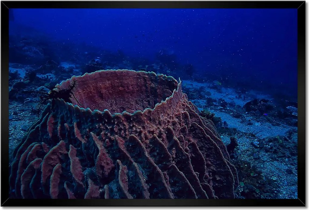Poszterek keretben 60x40 Víz alatti tengeri élet