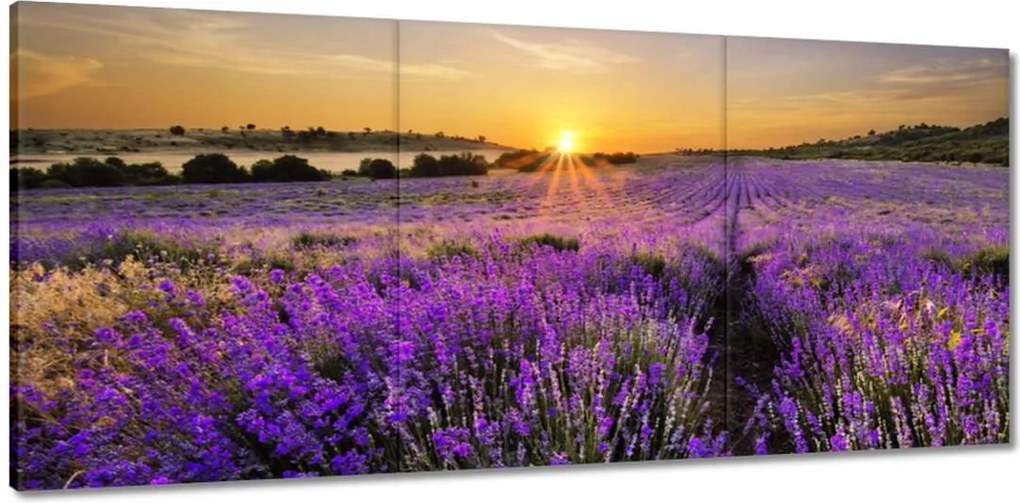 Vászonkép 150x70 Levendula tájkép Nap