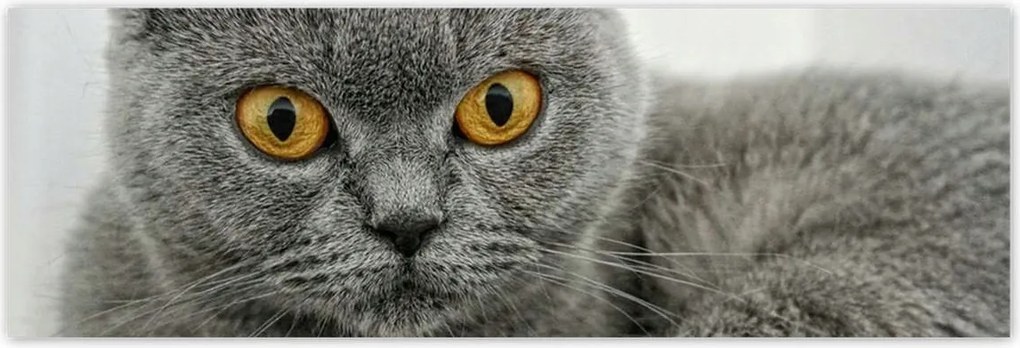 Poszterek 200x66 Brit rövidszőrű macska