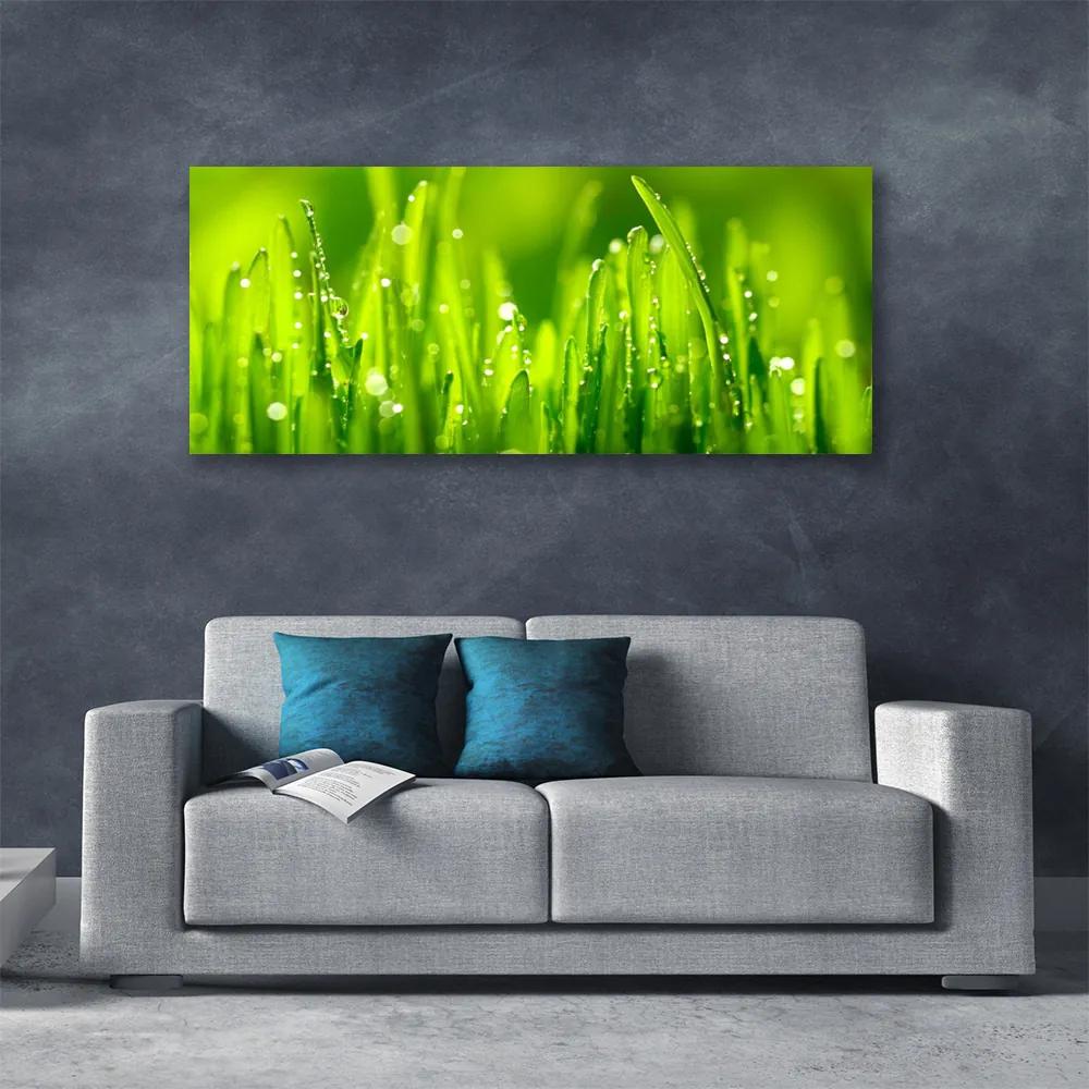 Vászonkép falra Green Grass Dew Drops 140x70 cm