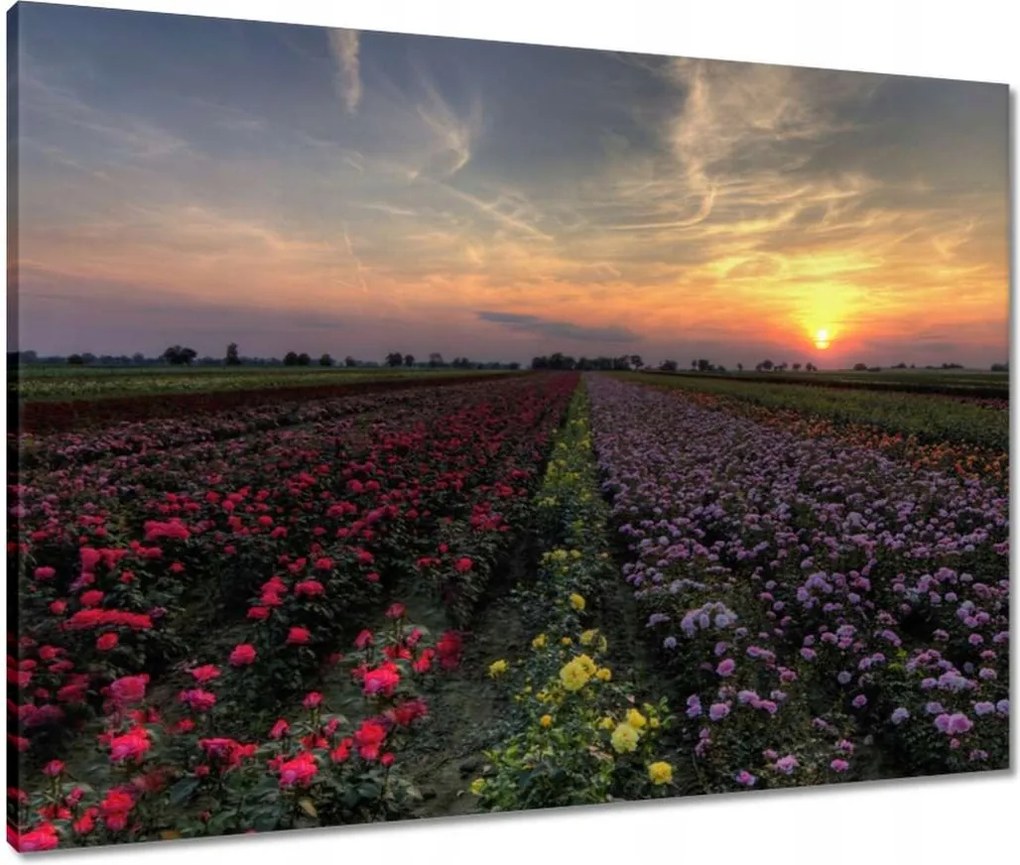 Vászonkép 80x60 Nyugat a virágmezőn