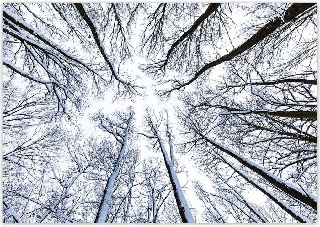 Poszterek 100x70 Fa Fák Kilátás