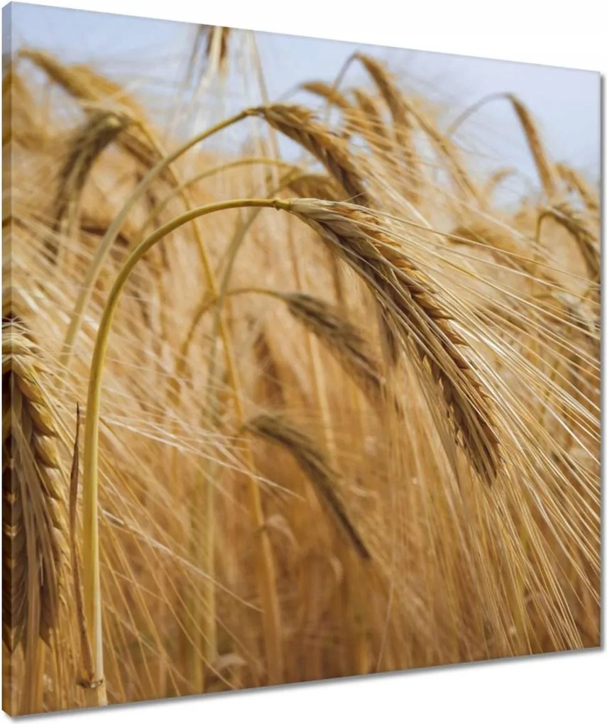 Vászonkép 60x60 Kalászok gabonával Gabonafélék
