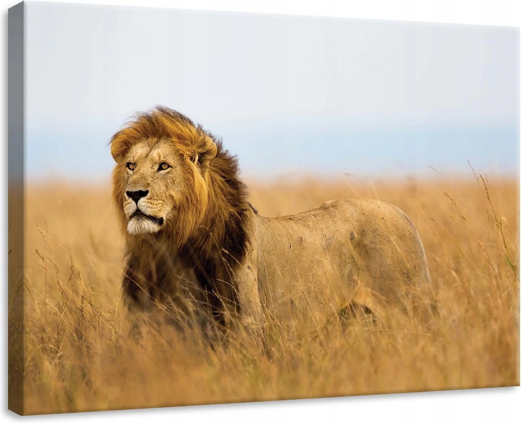 Vászonkép 70x50 Oroszlán szavanna vad természet fenség nyugalom kecsesség erő