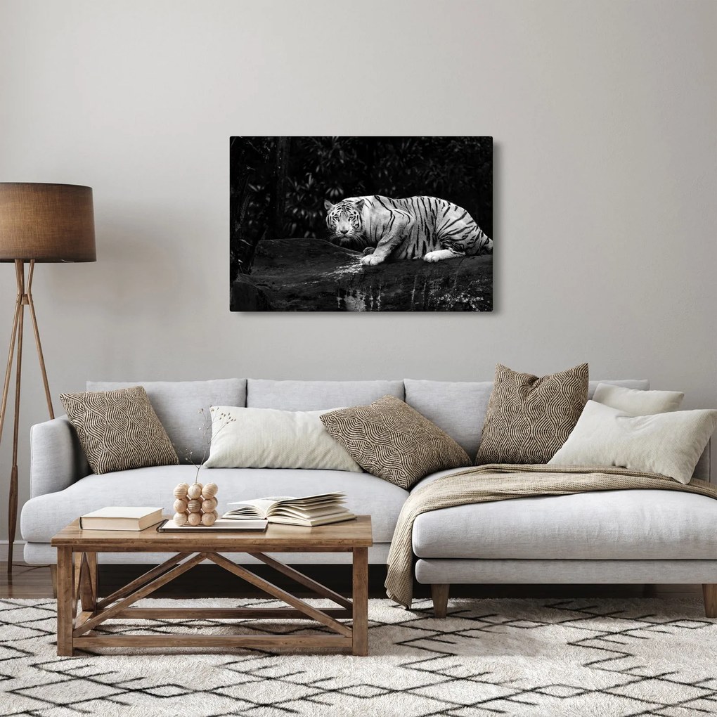 Kép - albínó tigris, fekete-fehér (90x60 cm)