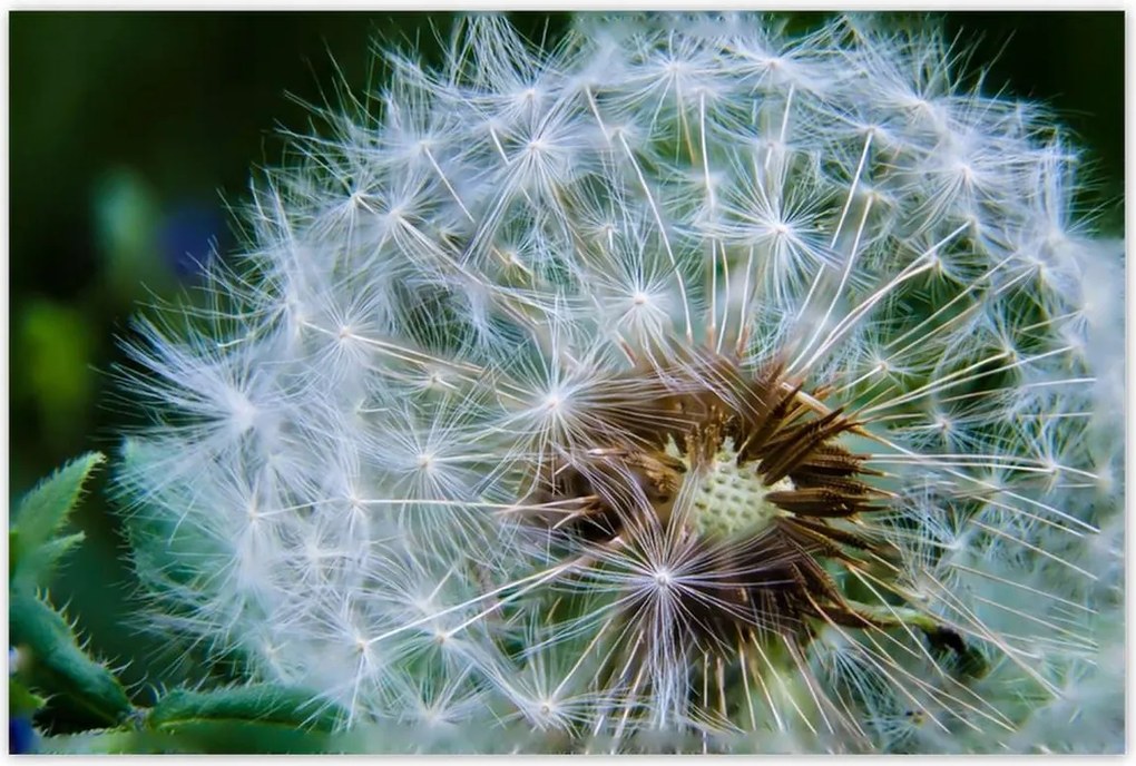 Poszterek 120x80 Pitypang Virág Virágok