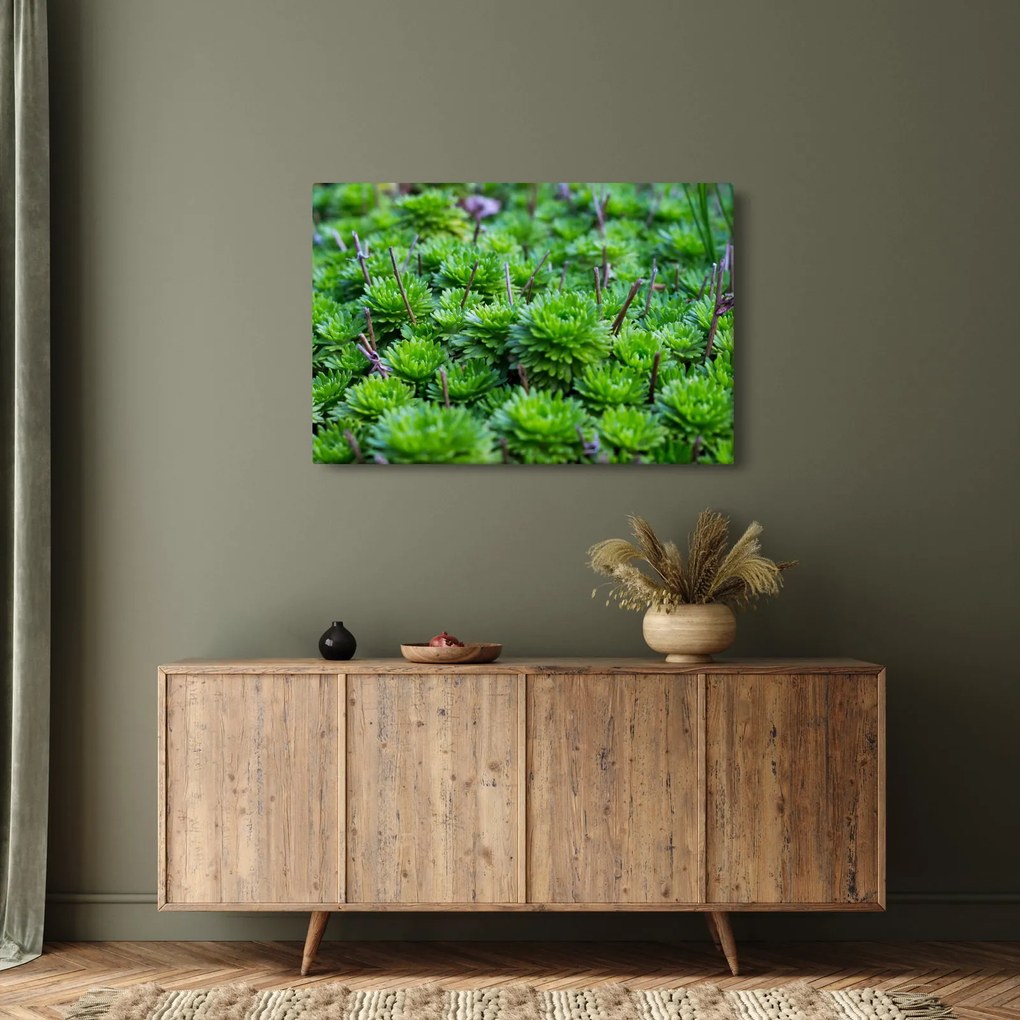 A pozsgás növények képe (90x60 cm)