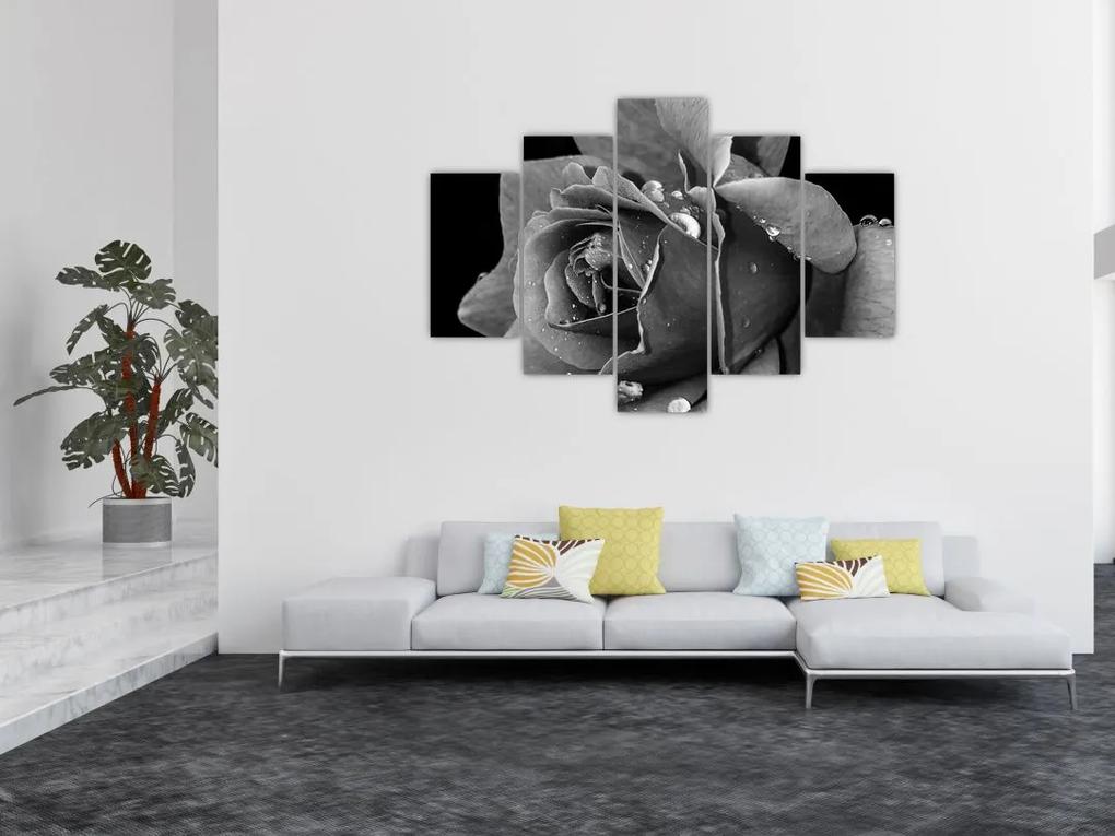 Rózsa képe - fekete fehér (150x105 cm)
