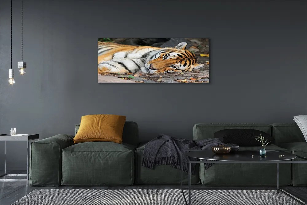 Canvas képek fekvő tigris 100x50 cm
