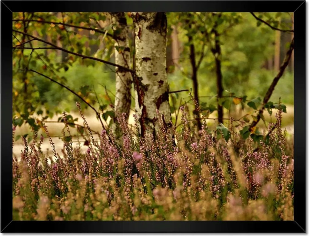 Poszterek keretben 40x30 Nyírfa a hangák között Erdő