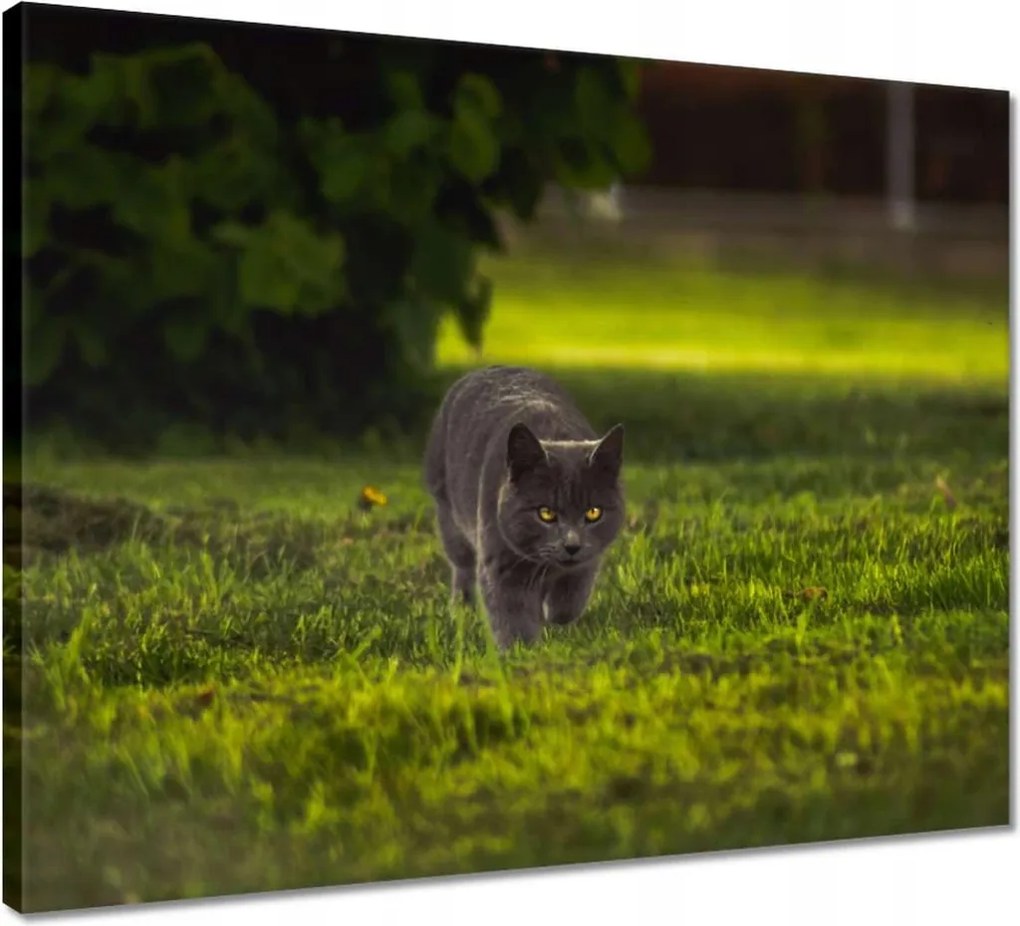 Vászonkép 50x40 Cica Cicák