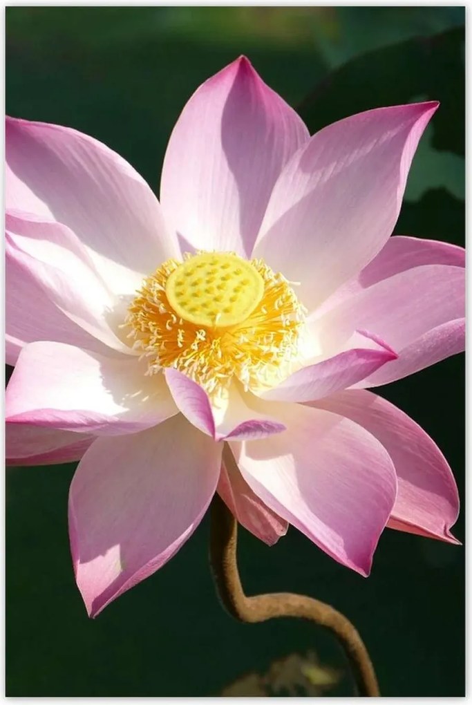 Poszterek 80x120 Lótusz Lótuszvirág