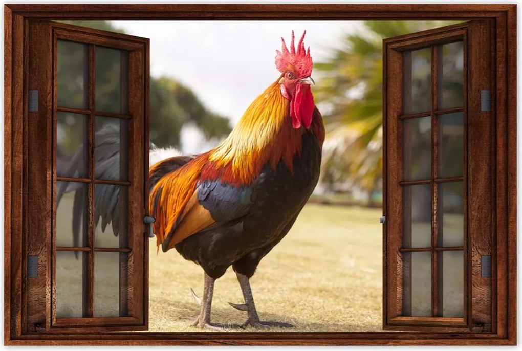 Poszterek 90x60 Kakas