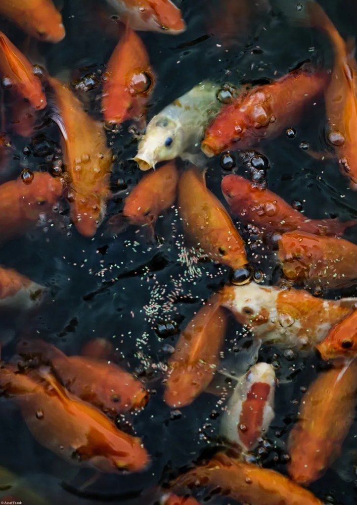 Poszter 29,7x42cm Aranyhalak gyülekeznek a felszínen, Assaf Frank