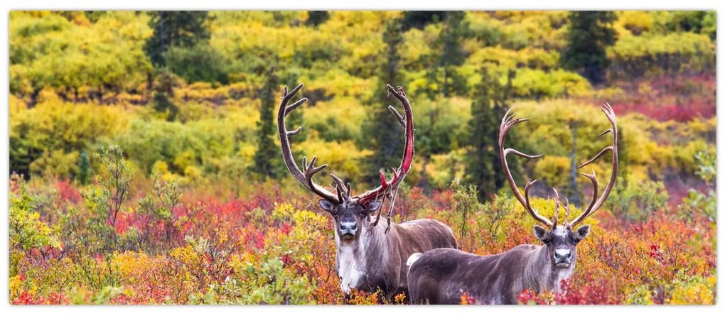 Kép - Caribou, Alaszka (120x50 cm)