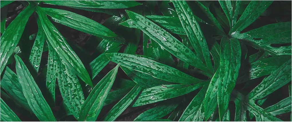 Flizelin fotótapéta Hálószoba Nappali Természetes zöld 250x104