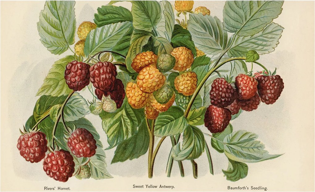 Flizelin fotótapéta Flizelin Design Klasszikus málna 416x254