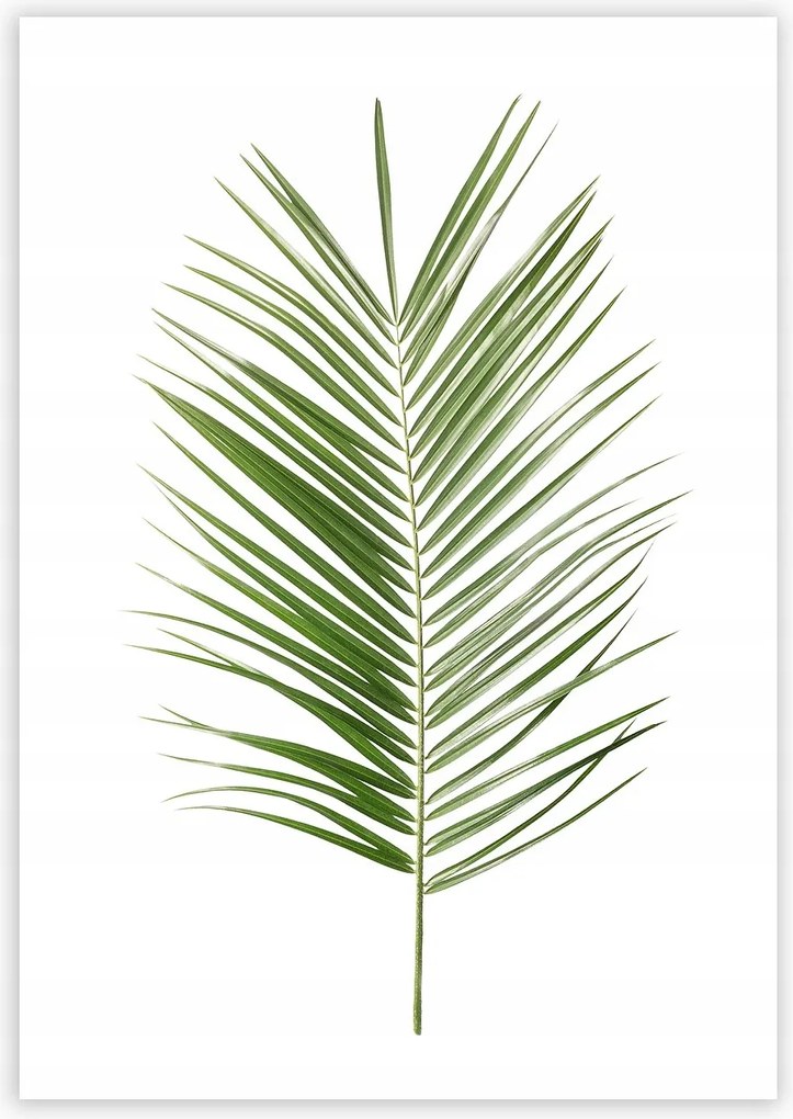 Dekoria Palm Leaf Green poszter