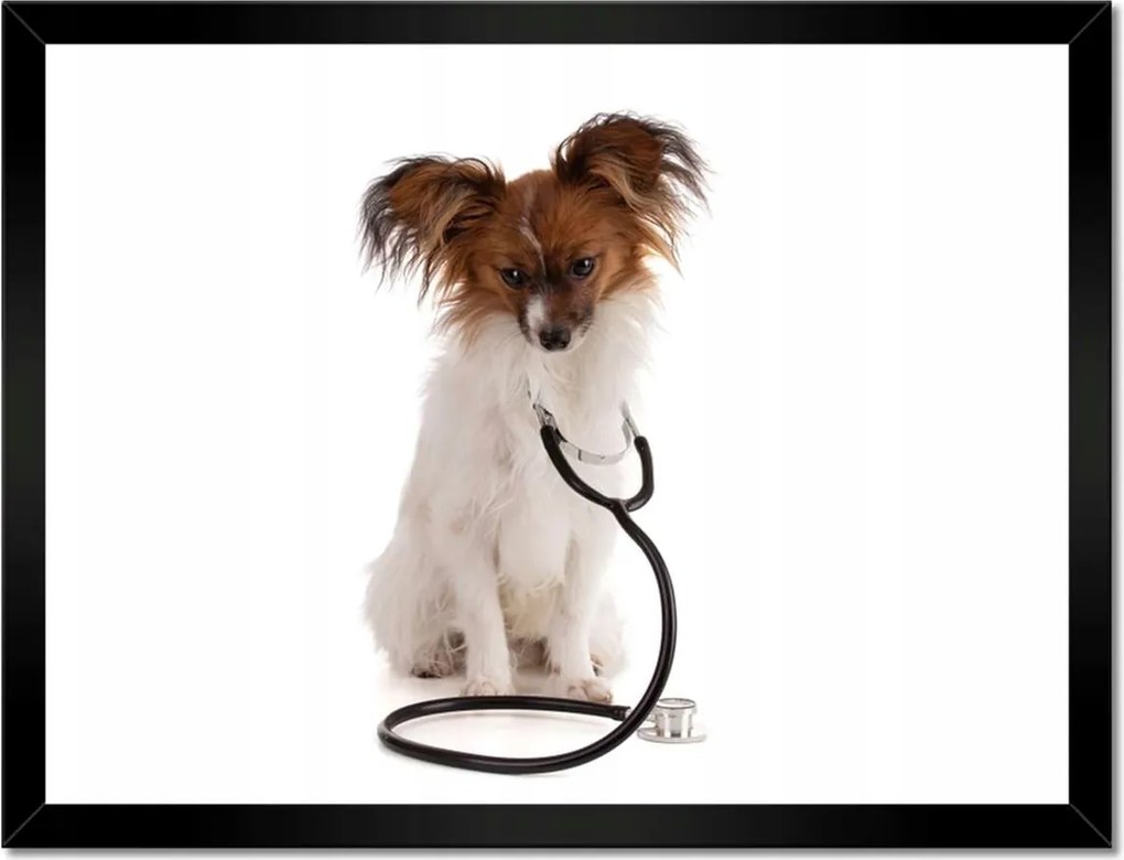Poszterek keretben 40x30 Kutya sztetoszkóppal