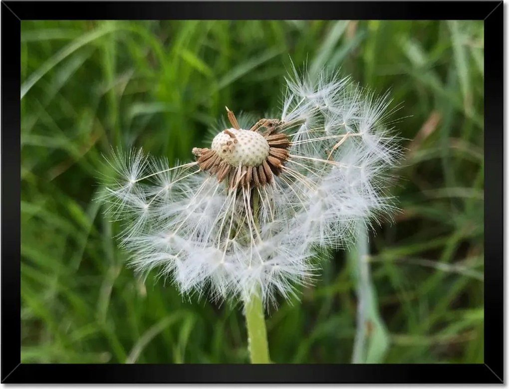 Poszterek keretben 40x30 Pitypang Virág Virágok