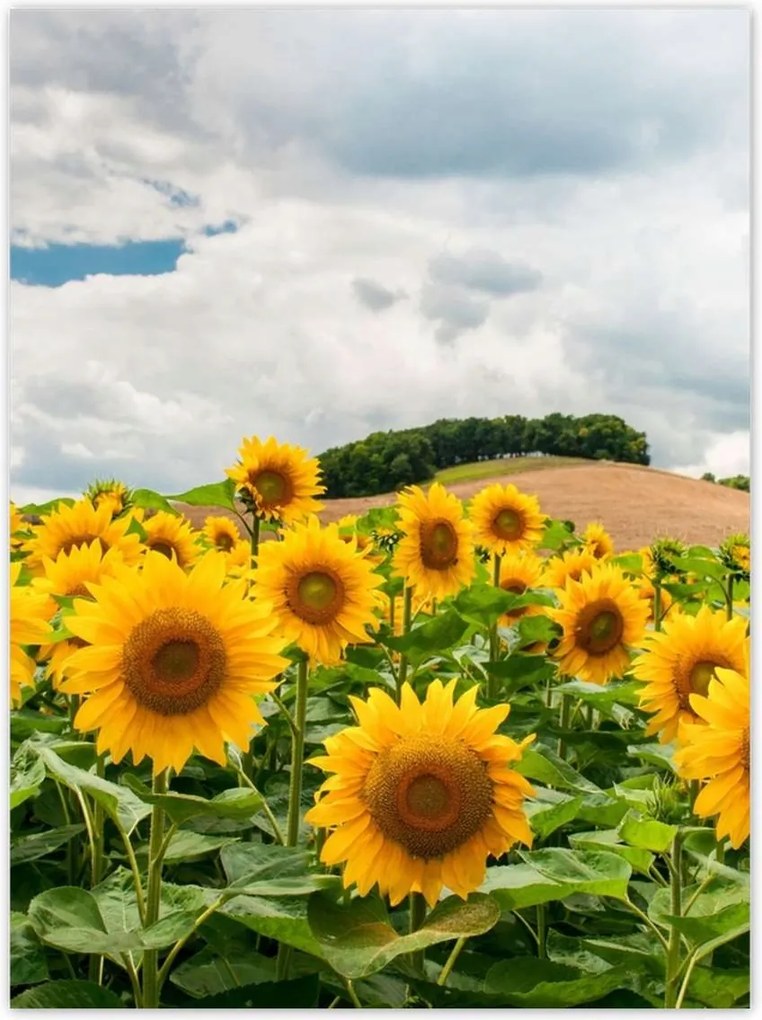 Poszterek 100x135 Tájkép napraforgókkal