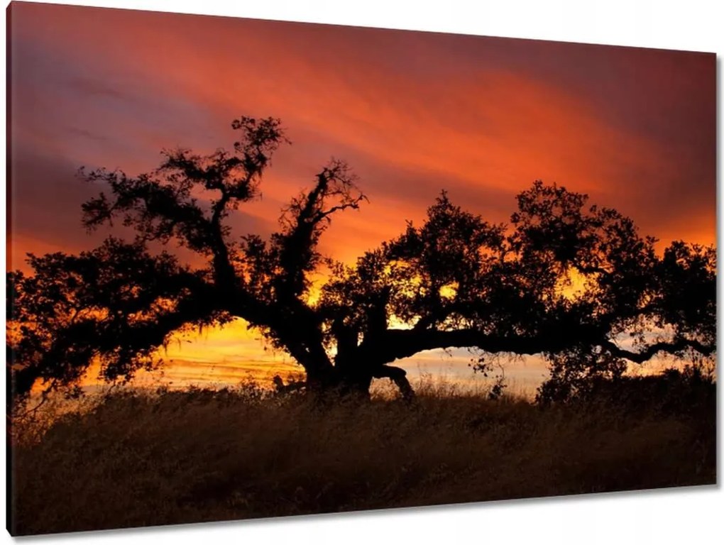 Festmények 120x80 Akác Afrikában