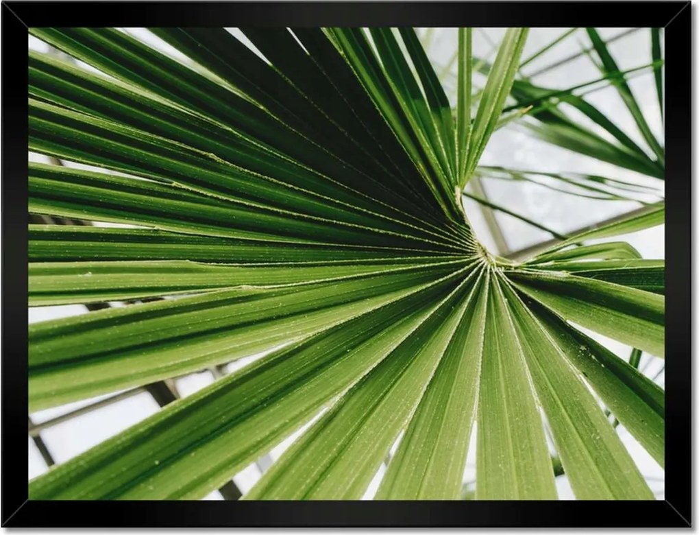 Poszterek keretben 40x30 Pálmalevél Levél