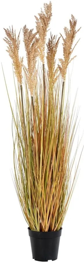 Fű műnövény (magasság 110 cm) Sorghum – House Nordic