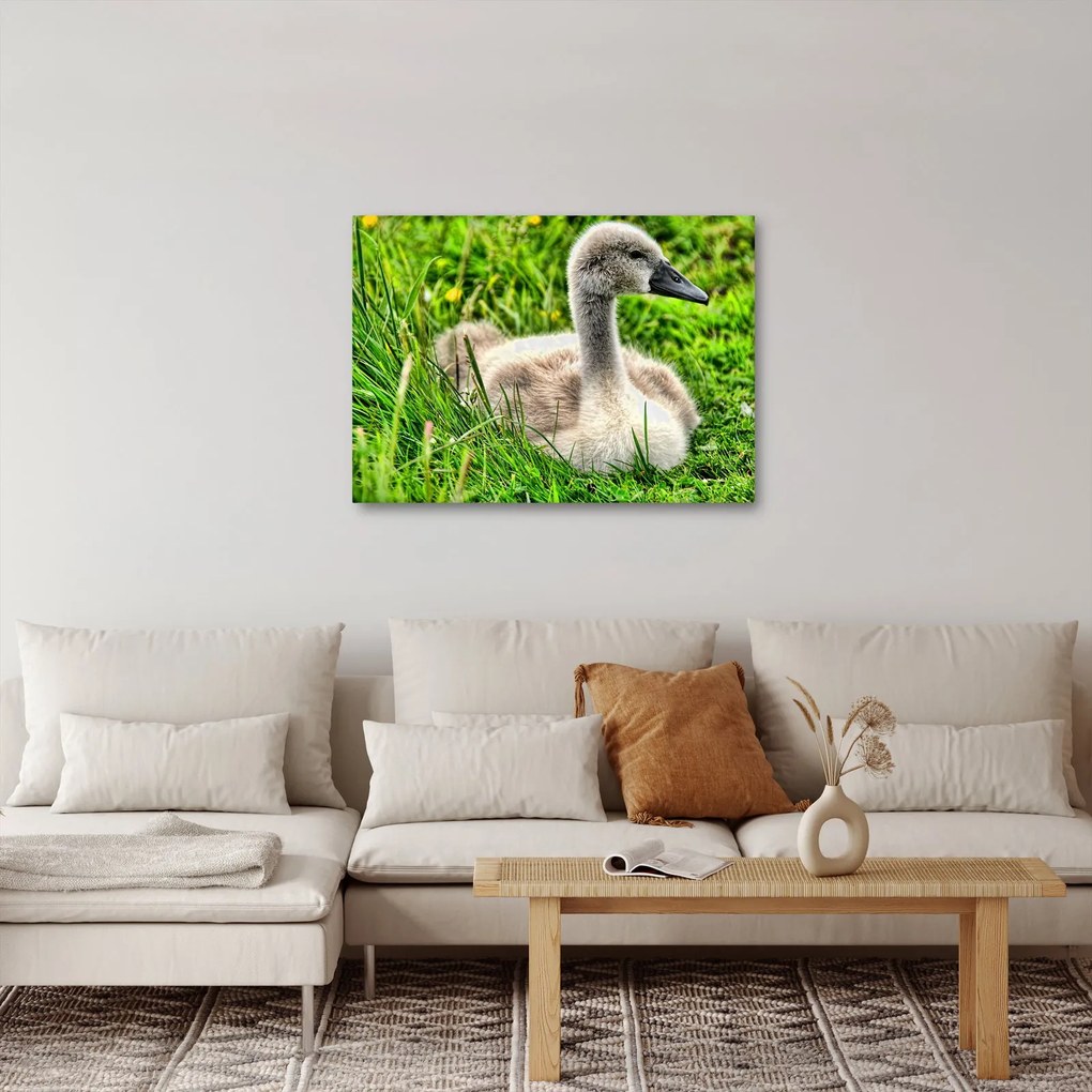 Kép - kis hattyú a fűben (70x50 cm)