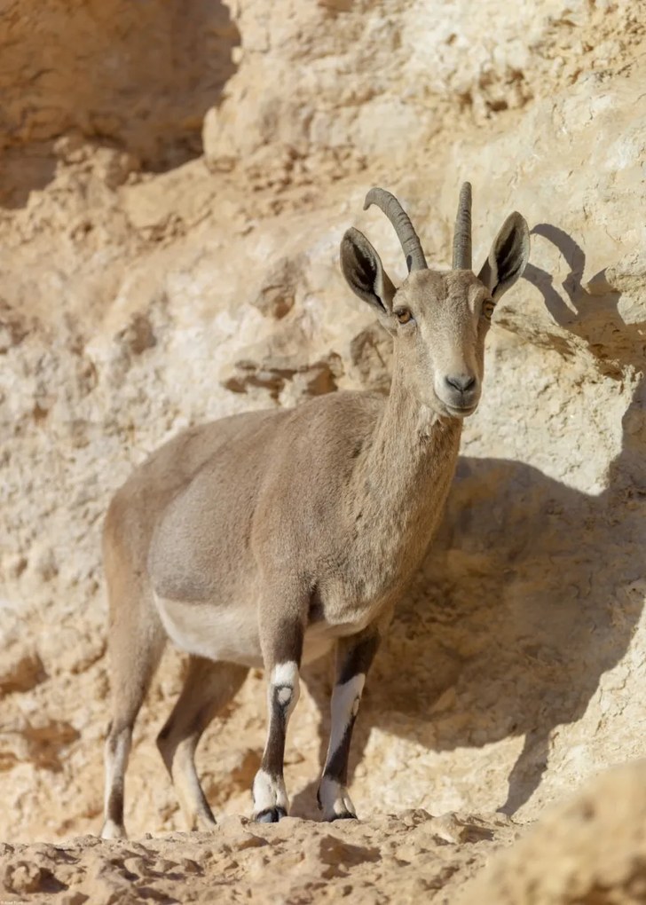 Poszter 50x70cm Nubiana Ibex 7, Assaf Frank