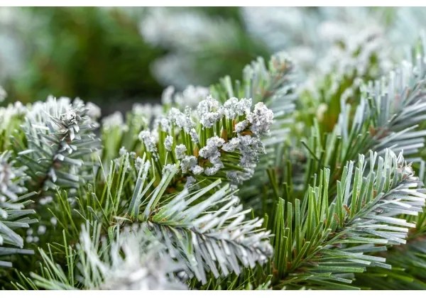 Karácsonyi koszorú, átmérő 54 cm